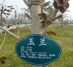 正安玉兰树标牌